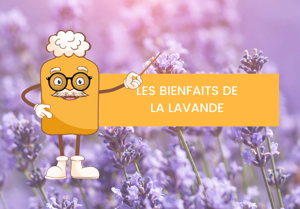 Focus sur la lavande : Bienfaits et vertus pour le bien-être