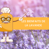 Focus sur la lavande : Bienfaits et vertus pour le bien-être